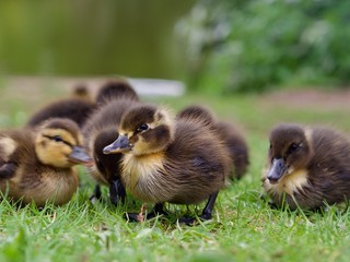 Canvas Print - Ducklings 