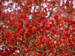 Sticker - Copper Beech