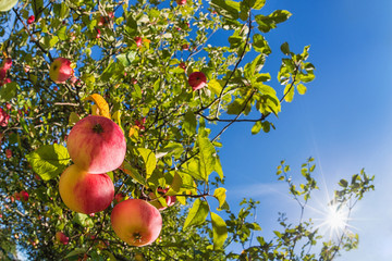 Wall Mural - upward view of an autumn apple tree against blue sunny sky
