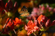 Schmetterling 479