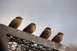 sparrow team
