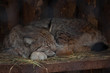  sleeping lynx