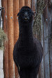 Funny black alpaca