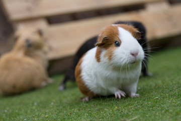 Canvas Print - guinea pig