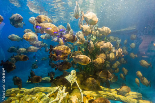 Fotografia, Obraz piranha fish swim around human skeleton in big aquarium