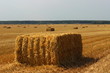 Hay in square bales in summer on a yellow field against the horizon - rural landscape, harvesting, fodder