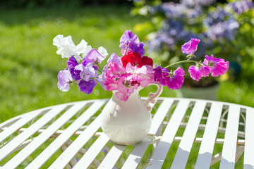 Wall Mural - Sweet pea flowers in a white vase on a white metal, garden table in the garden on a sunny day.