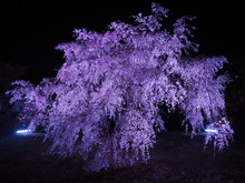 Cherry Blossoms In The Night