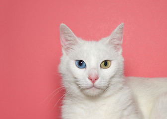 Close up portrait of a medium hair white cat with heterochromia, or odd eyed. One blue eye one yellow green. Pink background with copy space.