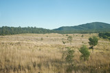 Fototapeta Sawanna - Dry savanna field in Outback Australia