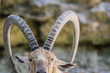 Bighorn Sheep Close up