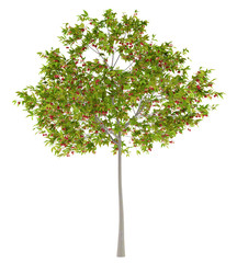 Wall Mural - cherry tree with cherries isolated on white background