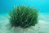 Seagrass underwater, a tuft of Neptune grass, Posidonia oceanica, on a sandy seabed, Mediterranean sea, Balearic islands, Ibiza, Spain
