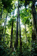 high pine tree in sumatra rainforest untouched enviroment in indonesia