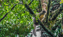 Brown Lemur, Andasibe National Park, Eastern Madagascar