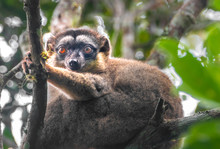 Bamboo Lemur, Among Of The Smallest Lemur Species, Andasibe National Park, Eastern Madagascar