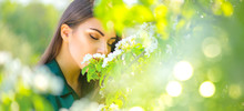 Beauty Young Woman Enjoying Nature In Spring Apple Orchard, Happy Beautiful Girl In A Garden With Blooming Fruit Trees