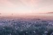 canvas print picture - sunrise field of blooming pink meadow flowers