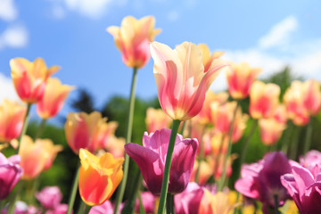 colorful tulips in a garden