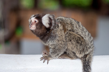 Marmoset, Small monkey.