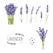 Set of lavender flowers elements. Collection of lavender flowers on a white background.