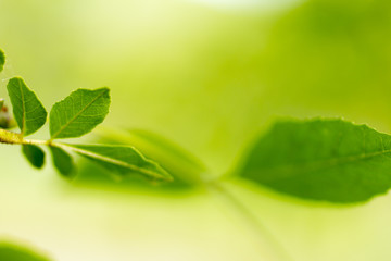 Wall Mural - green leaves, green color image
