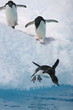 Adelie penguin leap into the sea from iceberg