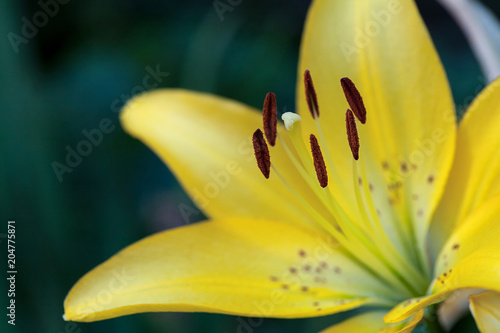 Zdjęcie XXL żółta lilia