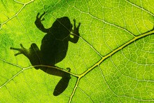 European Green Tree Frog (Hyla Arborea) On Leaf In Silhouette Light