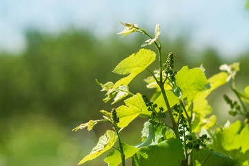 Wall Mural - Grapevine with baby grapes and flowers - flowering of the vine with small grape berries. Young green grape branches on the vineyard in spring time.