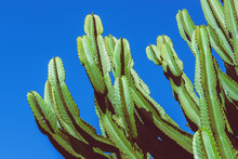 Background Nature. Cactus Cereus Peruvianus. Blue Sky Background