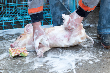 Wall Mural - Farmer bathes red pig in sink with foam before selling it on market. Daughter pours water from yellow garden watering can. Copy space. Selective focus