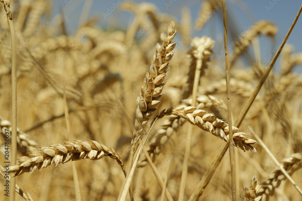 Wheat is one of the three most widely grown grains in the world. The  photographed is the hexaploid bread wheat called Triticum aestivum Stock  Photo | Adobe Stock