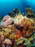 Fototapeta Do akwarium - Apo Island Corals