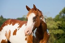 Portrait Of Nice Paint Horse