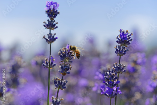 Plakat Kwitnąca lawenda, pszczoły są obserwowane w kwiatach próbujących wypić nektar, aby nosić plaster miodu