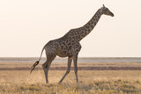 Fototapeta Zwierzęta - Giraffe walking in the bush on the desert pan. Wildlife Safari in the Etosha National Park, the main travel destination in Namibia, Africa. Profile view.