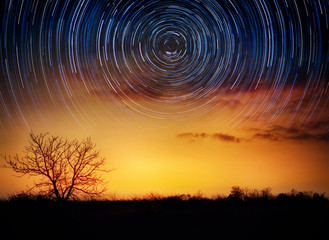 Wall Mural - trees on starry background with bright stars trails. time lapse, long exposure. elements of this ima