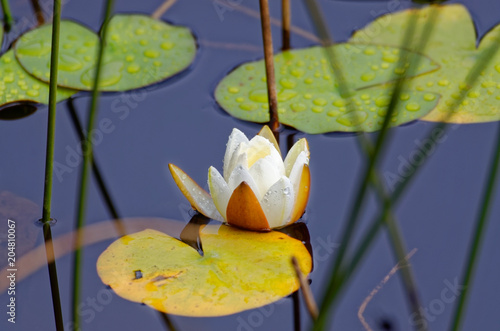 Zdjęcie XXL Dzikie kwiaty lotosu, rosnące w lagunie