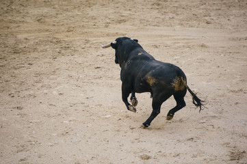 Wall Mural - Corrida. Matador and horse Fighting in a typical Spanish Bullfight