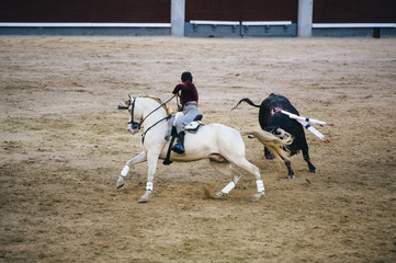 Wall Mural - Corrida. Matador and horse Fighting in a typical Spanish Bullfight