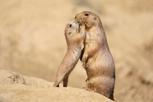 Black-tailed Prairie Dog Mother With Child