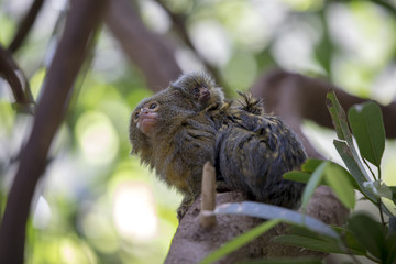 Wall Mural - Pygmy marmoset father with baby