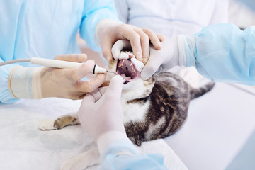 The vet examines the teeth of the cat. Tooth stone in domestic animals