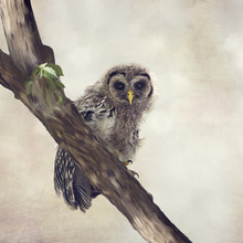 Barred Owlet Perches On A Branch
