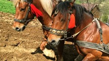 Two Strong Bay Horses Are Harnessed And Plow The Land On A Farm Field. Close-up.