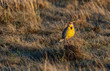 A Western Meadowlark Singing in the Morning on the Plains of Colorado