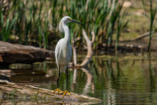 A Snowy Egret Perched At The Lake Shore