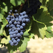 Merlot Red Wine Grapes Growing Hanging Ripe French Vineyard Bordeaux France Photo Square Format