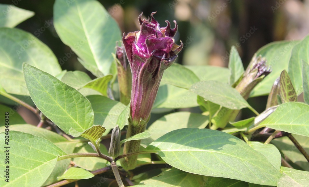 Purple or black Datura flower Stock Photo | Adobe Stock
